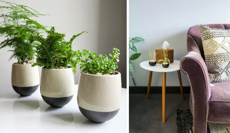 One photo of three plants and another photo of a chair and office furniture, both showing therapist office decorating ideas