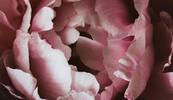 Close up Image of pink flower petals